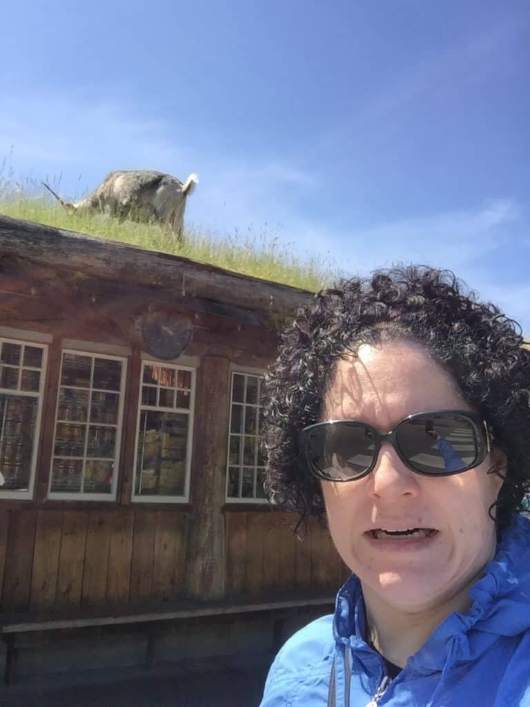 Goats on the Roof in Coombs BC