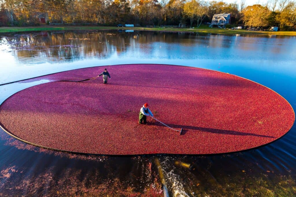 Flooded Cranberry Bog with Farmers