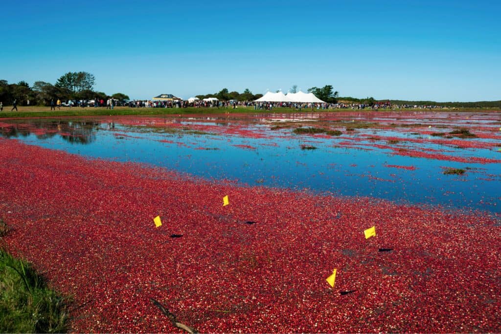 Flooded Cranberry Bog with Festival in Background