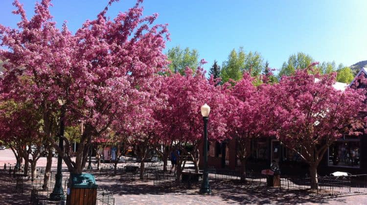 Things to Do in Aspen in May